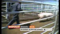 Un Combat : le droit des animaux
