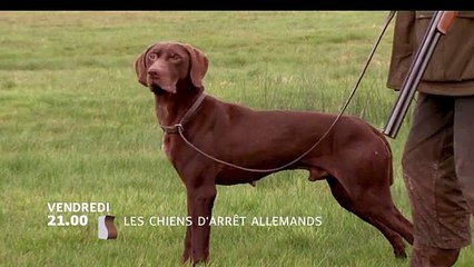 Les Chiens d'arrêt allemands