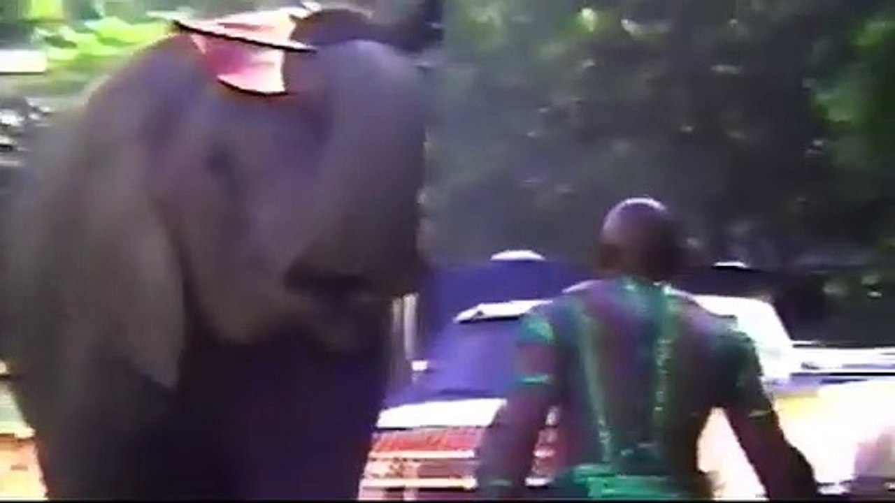 Tyke Elephant Outlaw - VO