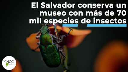 El Salvador conserva un museo con más de 70 mil especies de insectos | 430 | 21 al 27 de marzo 2022