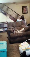 Sleeping Pit Bull has Wild Dreams