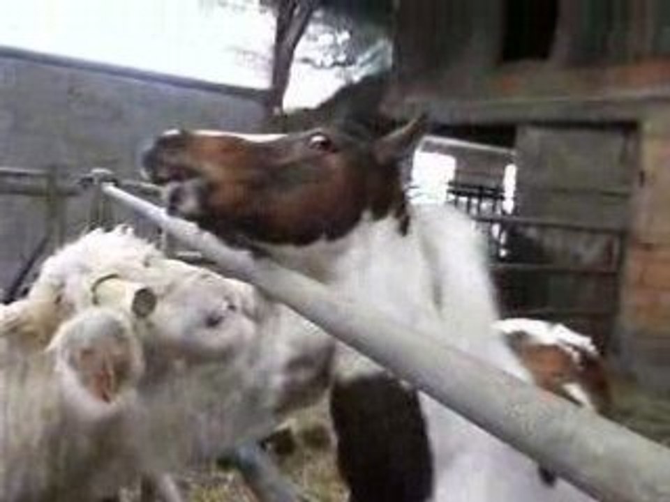 Tropique qui mord une vache
