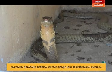 Ancaman binatang berbisa selepas banjir jadi kebimbangan mangsa