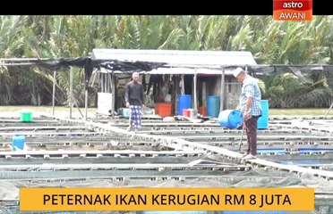 Penternak ikan kerugian RM 8 juta