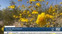 New report says allergy season could last longer