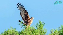 Diều Mướp Đầm Lầy | Loài Chim Săn Dũng Mãnh Ở Úc