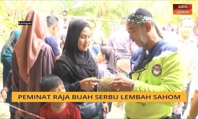 Peminat raja buah serbu Lembah Sahom