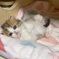 cute kitten,cat funny video, follow me for more interesting video