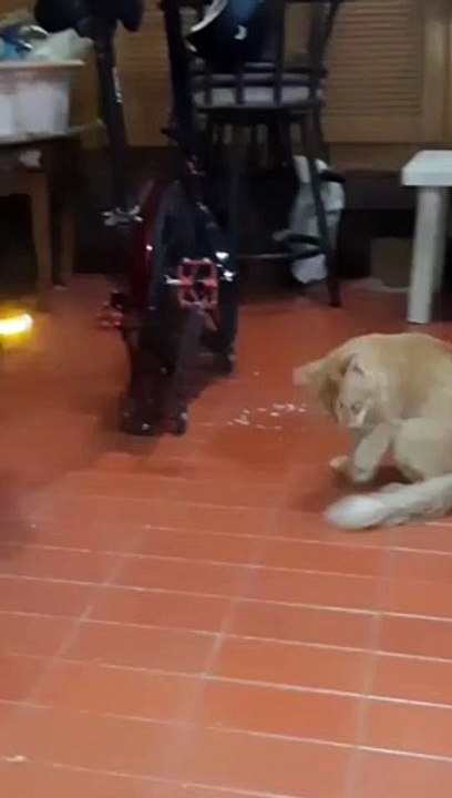Funny Cats