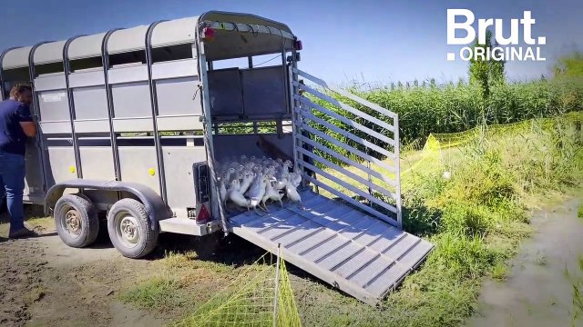 Dans cette rizière en Camargue, des canards remplacent les pesticides