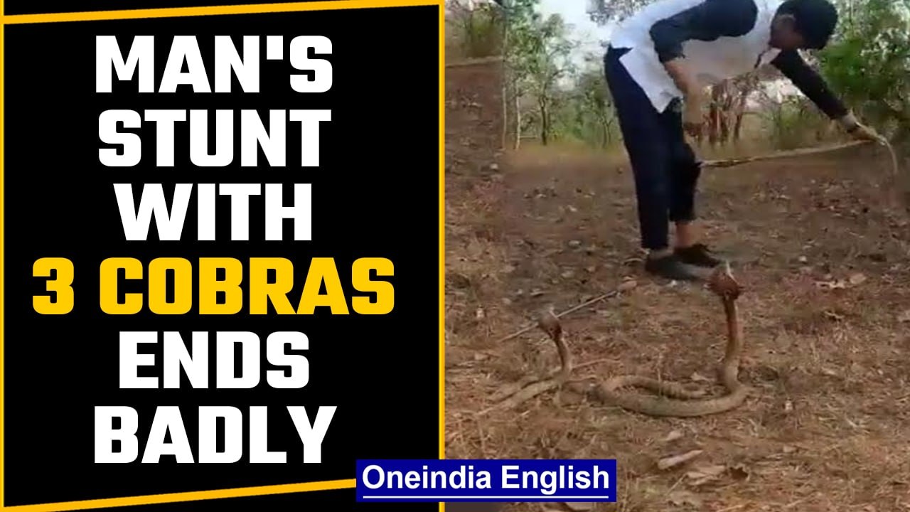 Karnataka man's stunt with 3 cobras ends badly | Video goes viral | OneIndia News