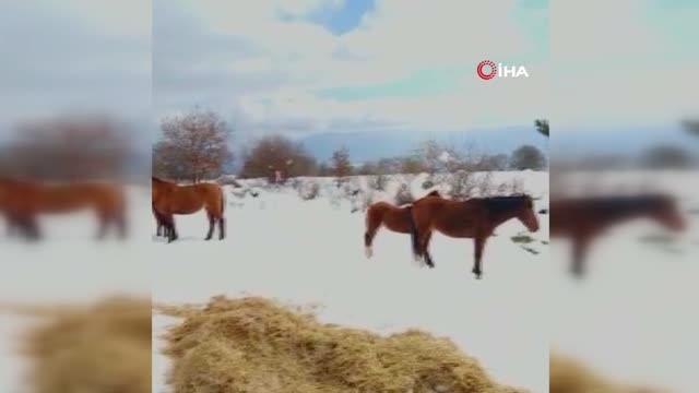 Bolu'da aç kalan yılkı atları beslendi