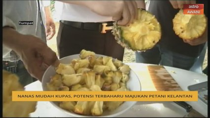 Nanas mudah kupas, potensi terbaharu majukan petani Kelantan