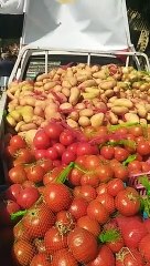 كل السلع هتجيلك لحد بيتك وبأرخص الأسعار.. اعرف تفاصيل خدمة المنافذ المتنقلة من وزارة الزراعة