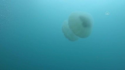 Denizanası sürülerinin 2 ayda Antalya Körfezi'ni terk etmesi bekleniyor