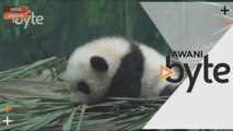 #AWANIByte: Comelnya! Genap 100 hari dilahirkan, Guoqing tarikan terbaharu Taman Safari Chimelong