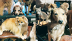 'Pack of Antique, HYPER-REALISTIC taxidermied dogs (+ a lion) on display at an auction '