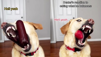 'Uber-talented dog tries catching food items in his mouth after flipping them off his head '