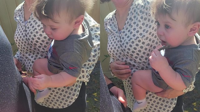 'Hungry baby boy tries to eat a lizard crawling on his dad's shirt! '