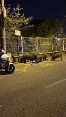 Une deuxième harde de sangliers filmée dans la nuit de mercredi à jeudi à Nice