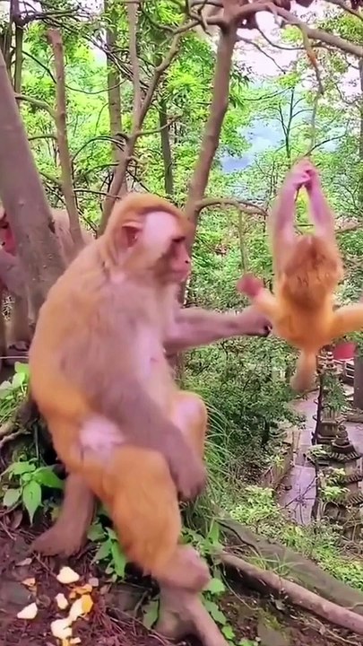 Funny Monkeys