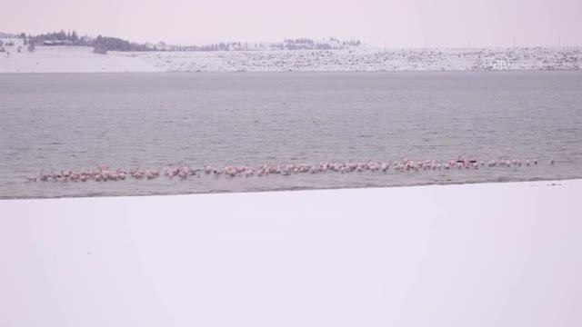 Soğukta yiyecek bulmakta zorlanan flamingolar İvriz Barajı'na sığındı