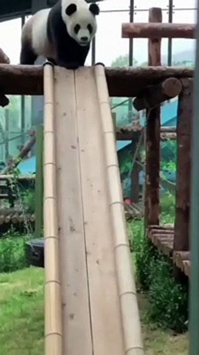 Funny Panda