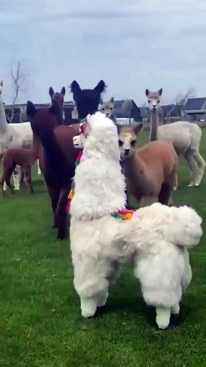 Funny Animals