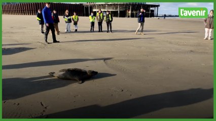 Le parc Sea Life Blankenberge remet "Duvel" en liberté