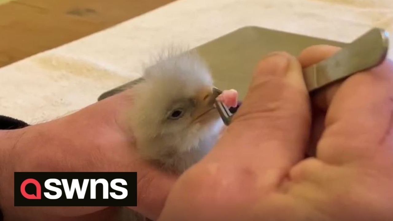 Moment rare eagle chick is fed for the first af...