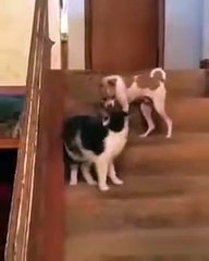 A dog goes crazy after being punched by a cat