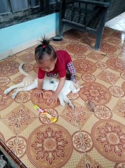 Bermain dengan kucing