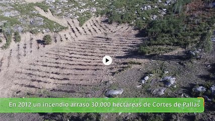 Reforestación con drones semilladores