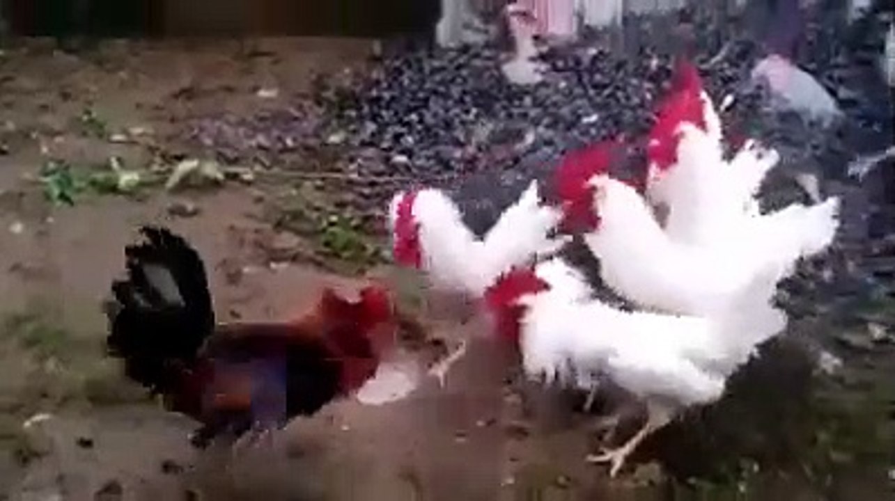 Coq  vs coq 