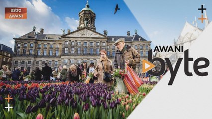#AWANIByte: Bunga percuma sempena Hari Tulip Kebangsaan di Belanda