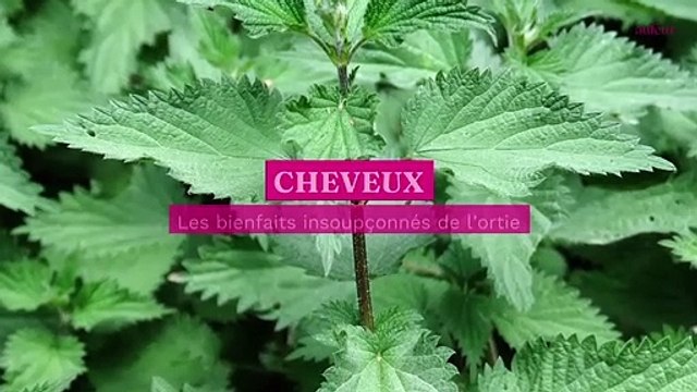 Les bienfaits insoupçonnés de l’ortie pour les cheveux