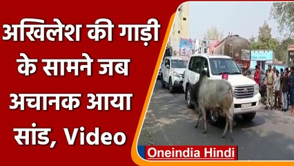 UP Election 2022: Akhilesh Yadav की गाड़ी के सामने आया सांड, Yogi Government पर तंज | वनइंडिया हिंदी