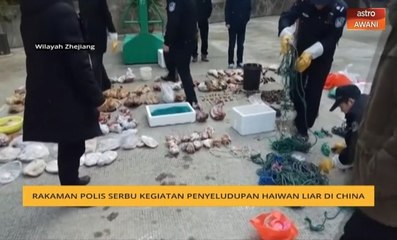 Rakaman polis serbu kegiatan penyeludupan haiwan liar di China