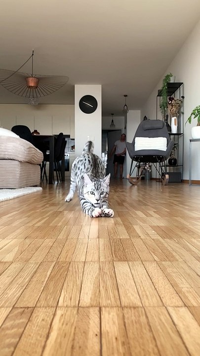 Cat Crashes into the Camera