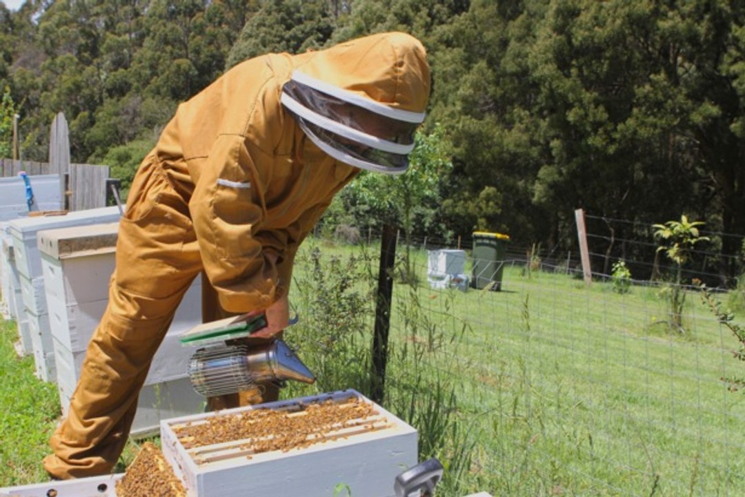 Backyard beekeeping