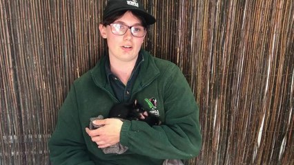 Baby Devils at Wings Wildlife Park