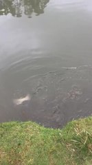 feeding fisha t dskas;