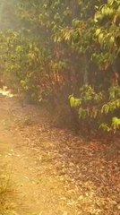 Bushfire burns at Lynch Hill, Tasmania