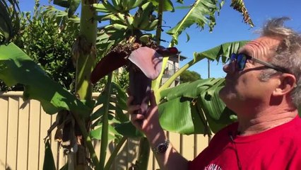 The Advocate growing bananas in Devonport
