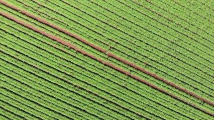 The Advocate - flyover Harvest Moon carrot farm at Forth
