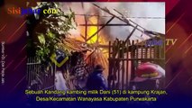 37 Ekor Terpanggang, Kandang Kambing Hangus Terbakar di Wanayasa Purwakarta