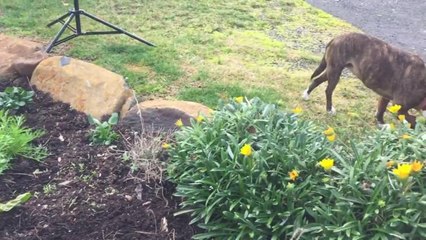 Devonport Community Garden