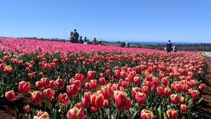 The Advocate - Wynyard Tulip Festival 2019