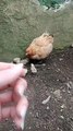 Mama Chicken Protects Chicks From Lizard