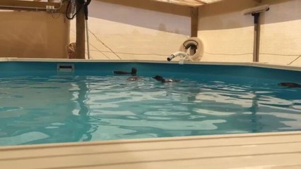 Little penguin orphan chicks take a swimming lesson